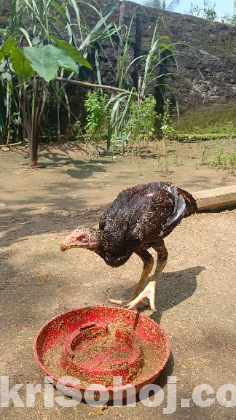 ফাইটার মোরগ